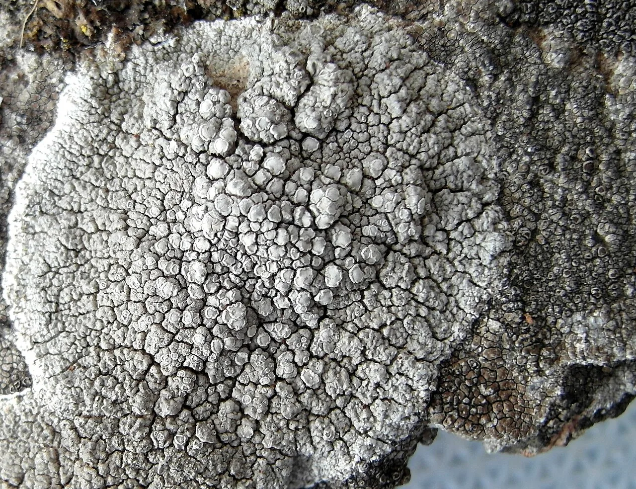 Polyozosia actophila (Polyozosia actophila) — photo mycologique