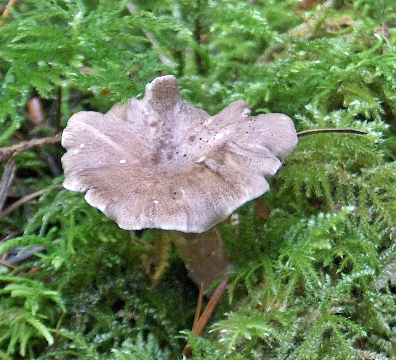 Polyporoletus sylvestris (Polyporoletus sylvestris) — photo mycologique