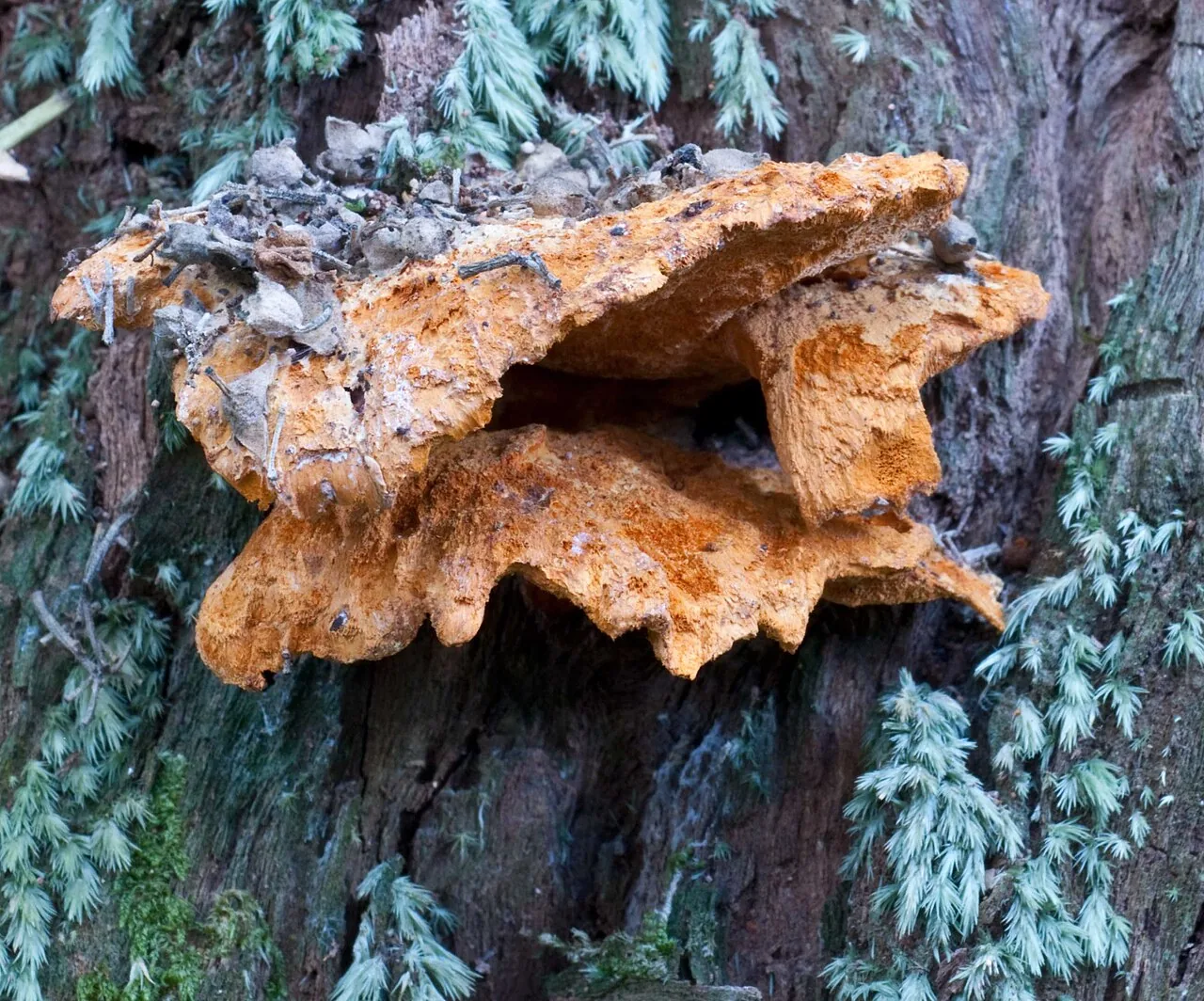 Polyporus australiensis (Polyporus australiensis) — photo mycologique