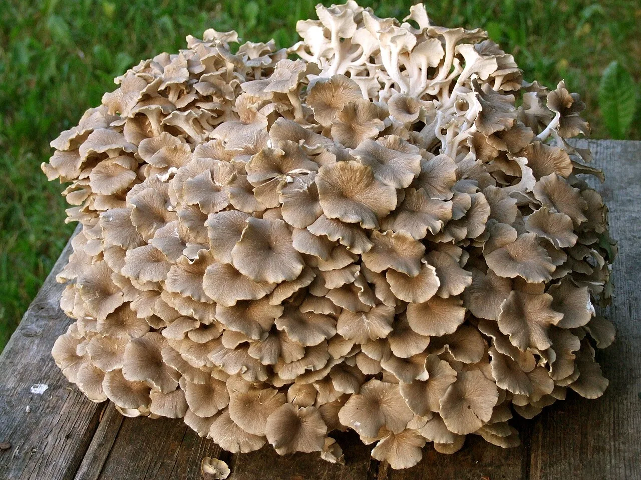 Polyporus fallaciosus (Polyporus fallaciosus) — photo mycologique