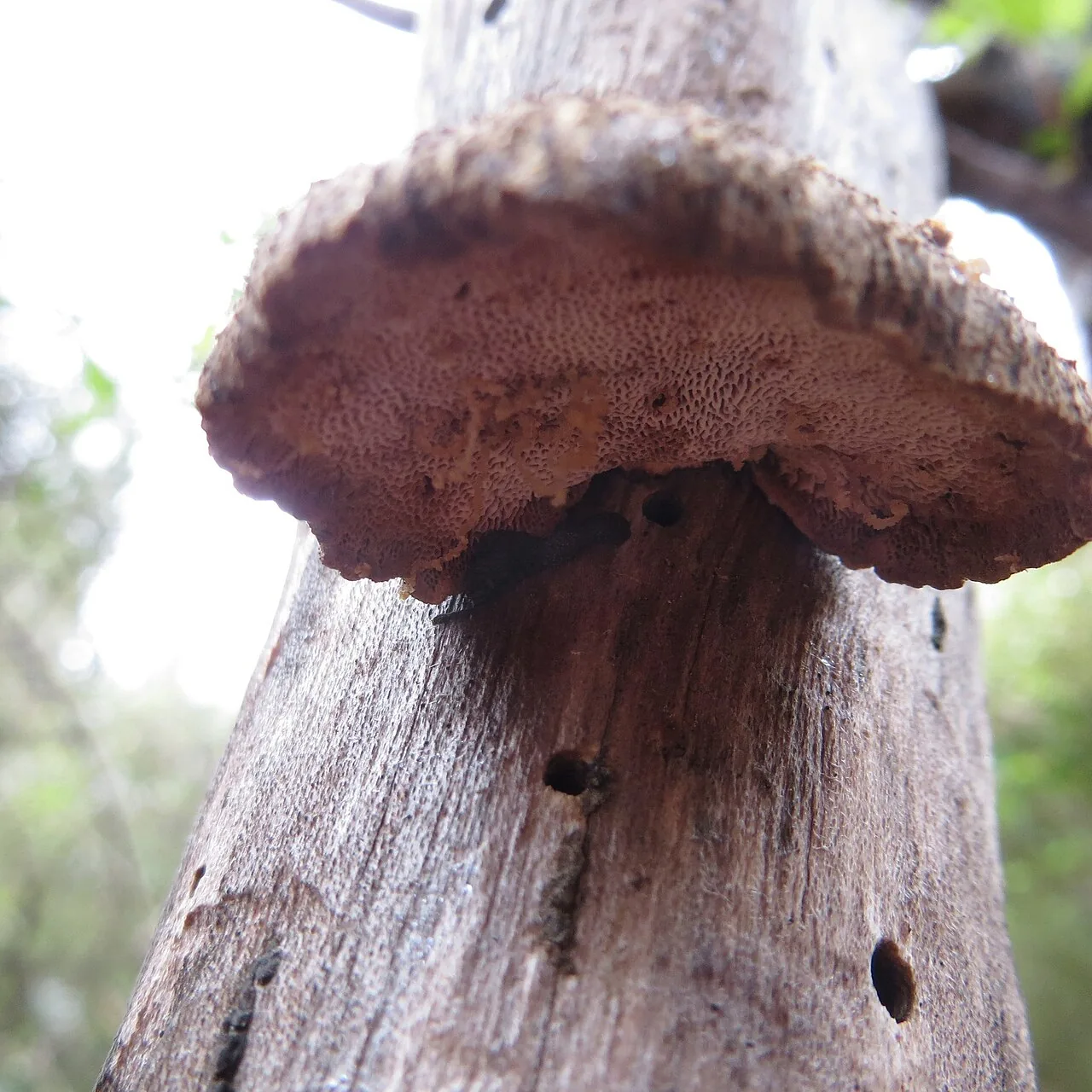 Polyporus hypomelanus (Polyporus hypomelanus) — photo mycologique