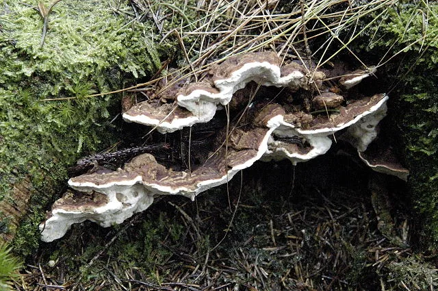Polyporus irregularis (Polyporus irregularis) — photo mycologique