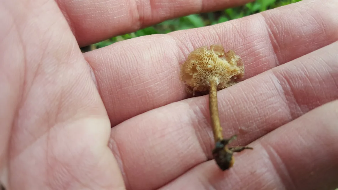 Polyporus rhizophilus (Polyporus rhizophilus) — photo mycologique