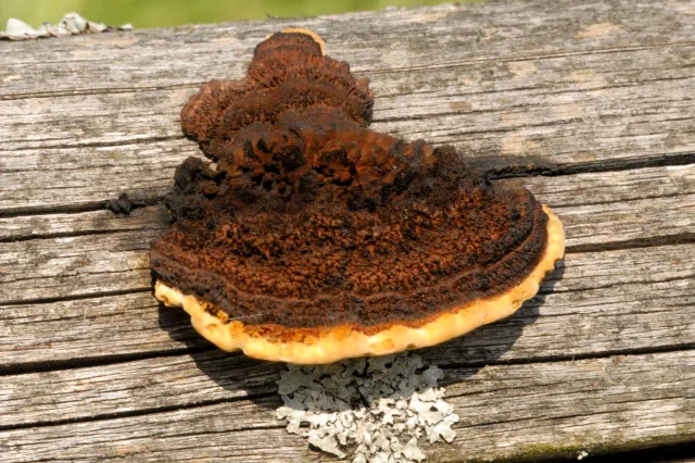Polyporus trabeus (Polyporus trabeus) — photo mycologique