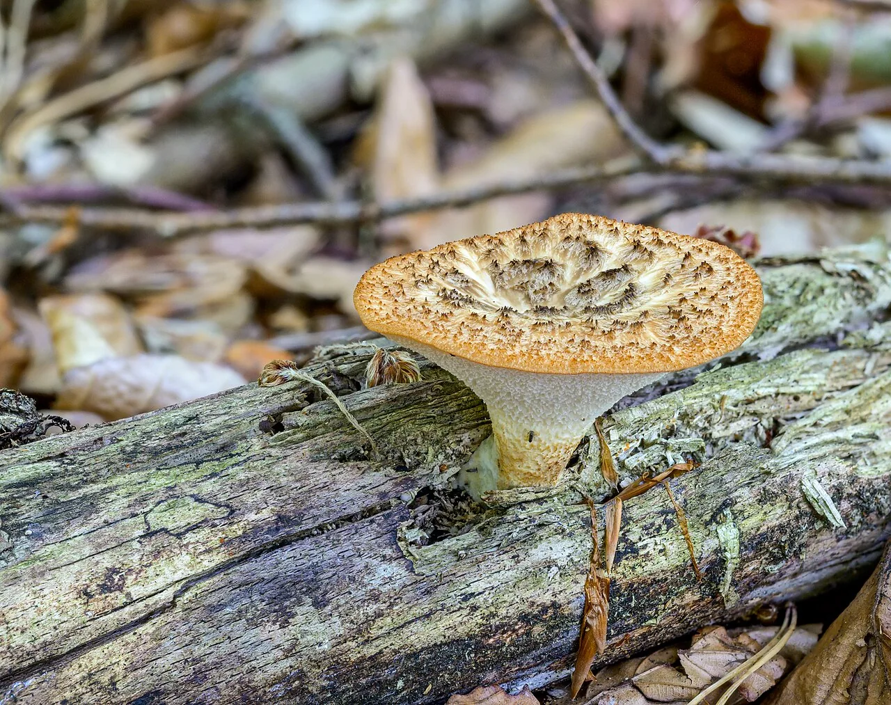 Polyporus tuberaster (Polyporus tuberaster) — photo mycologique