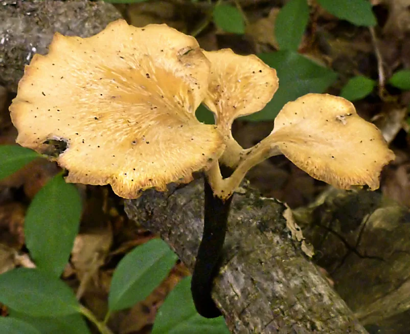 Polyporus varius (Polyporus varius) — photo mycologique