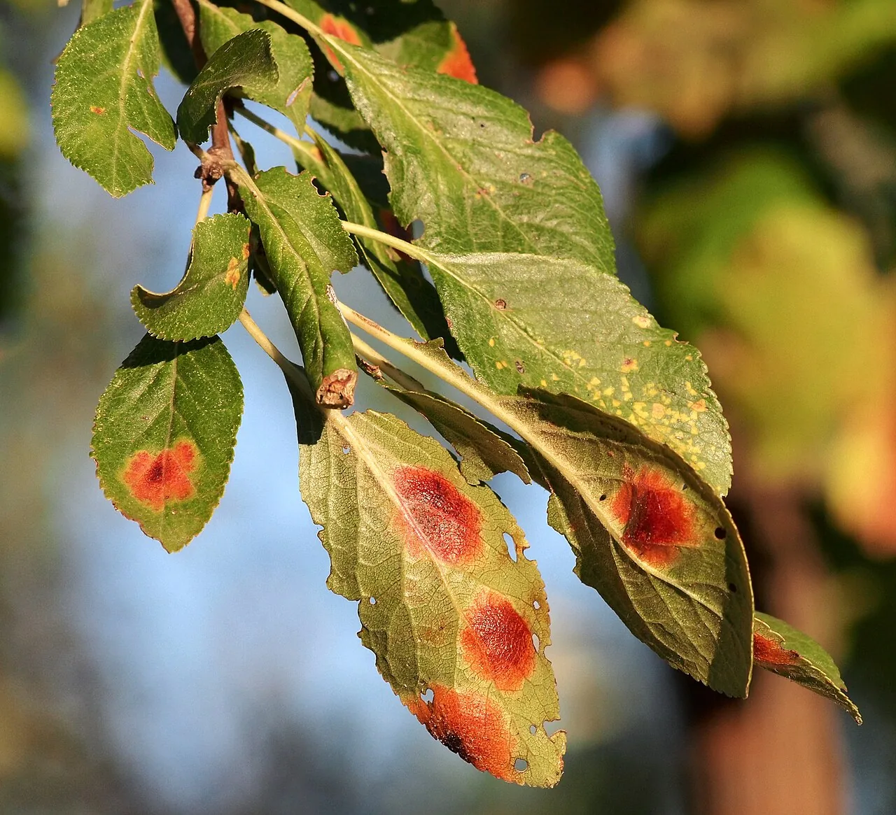 Polystigma fulvum (Polystigma fulvum) — photo mycologique
