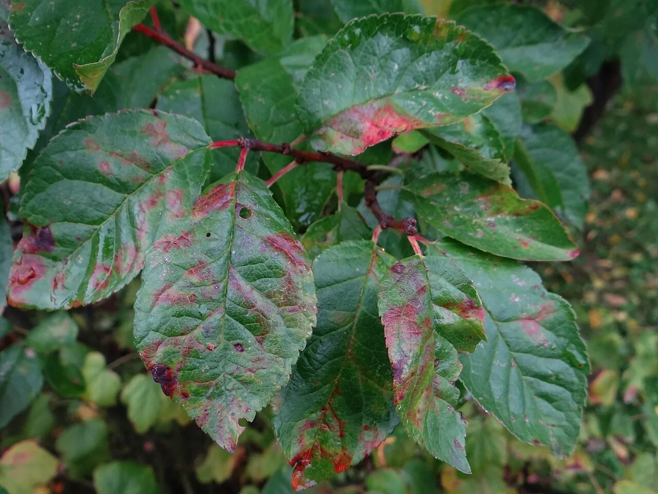 Polystigma rubrum (Polystigma rubrum) — photo mycologique