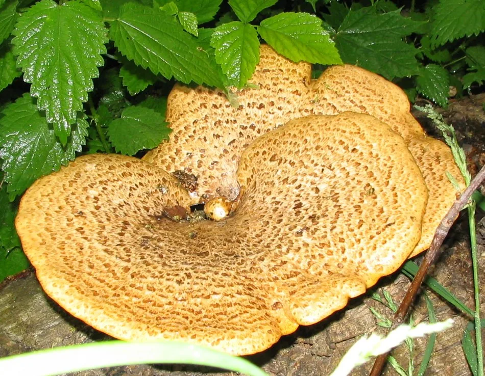 Poria langloisiana (Poria langloisiana) — photo mycologique