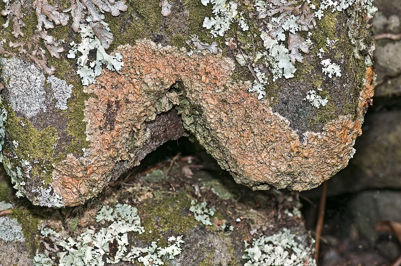 Porina aptrootii (Porina aptrootii) — photo mycologique