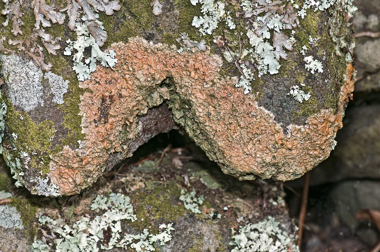 Porina crassa (Porina crassa) — photo mycologique