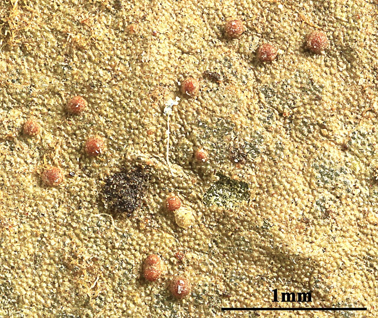 Porina leptosperma (Porina leptosperma) — photo mycologique