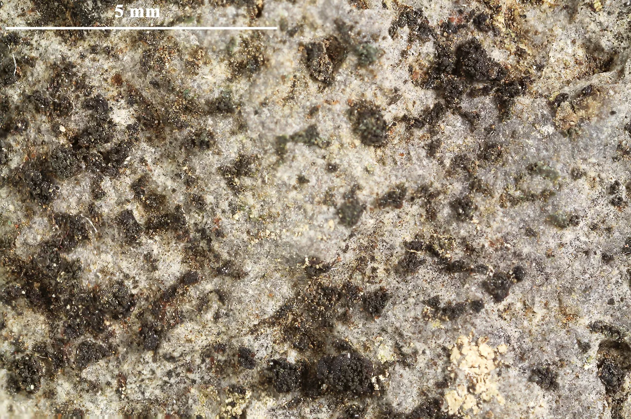 Porocyphus lichinelloides (Porocyphus lichinelloides) — photo mycologique