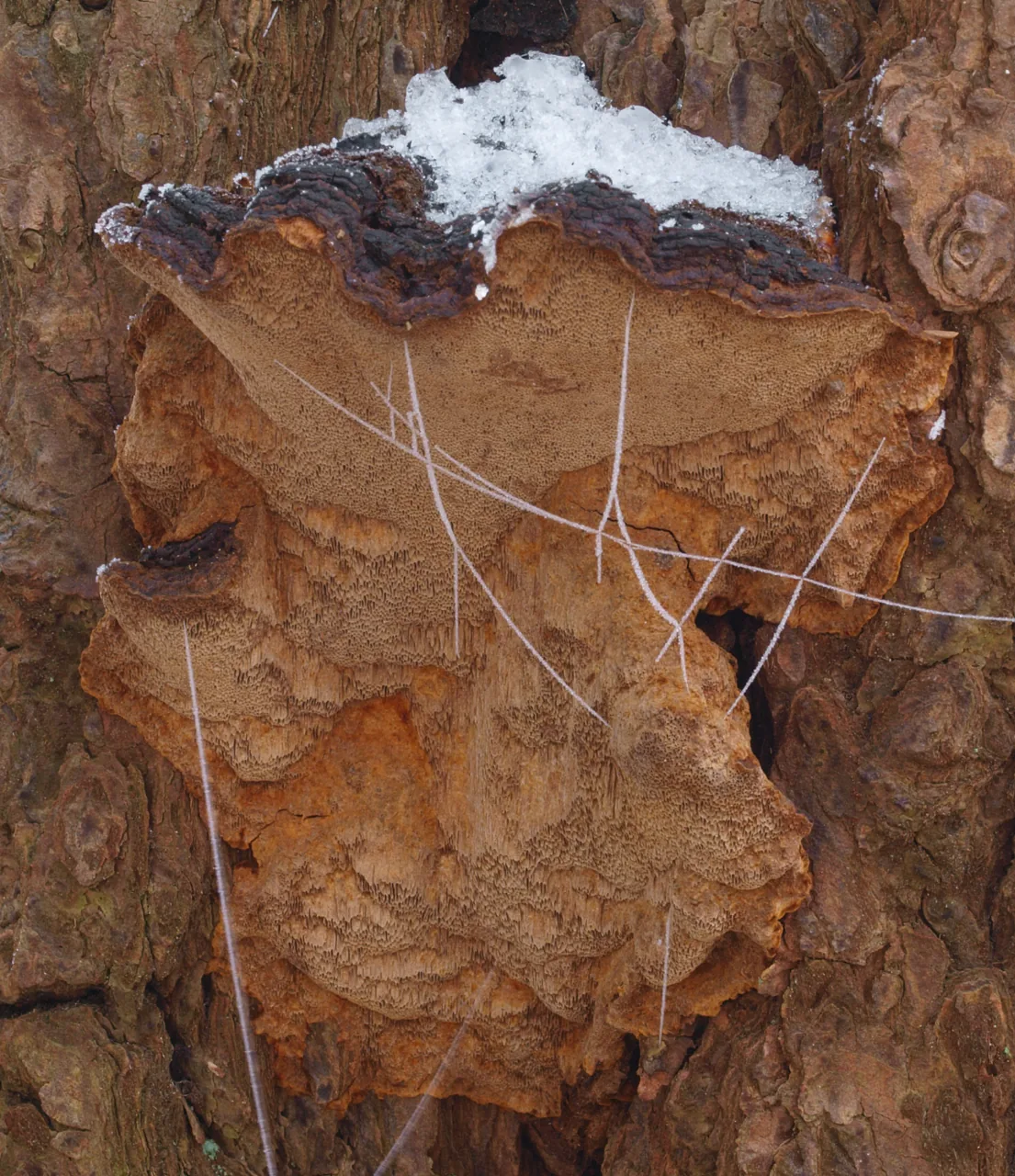 Porodaedalea laricis (Porodaedalea laricis) — photo mycologique