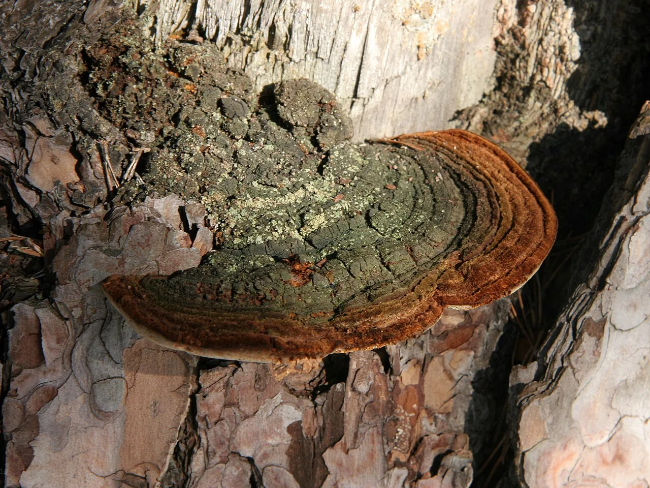 Porodaedalea pini (Porodaedalea pini) — photo mycologique