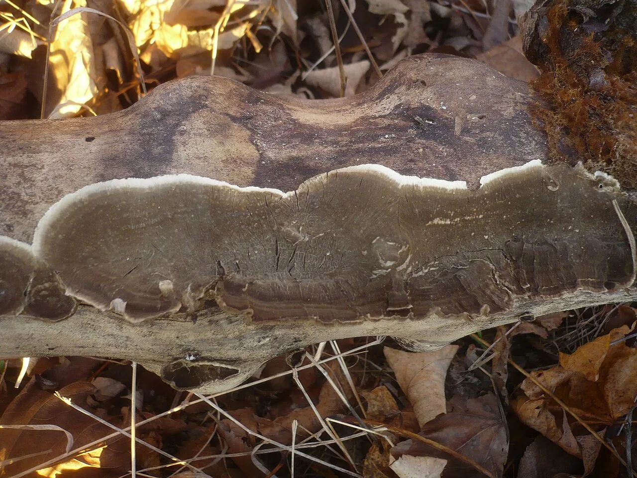 Porostereum phellodendri (Porostereum phellodendri) — photo mycologique