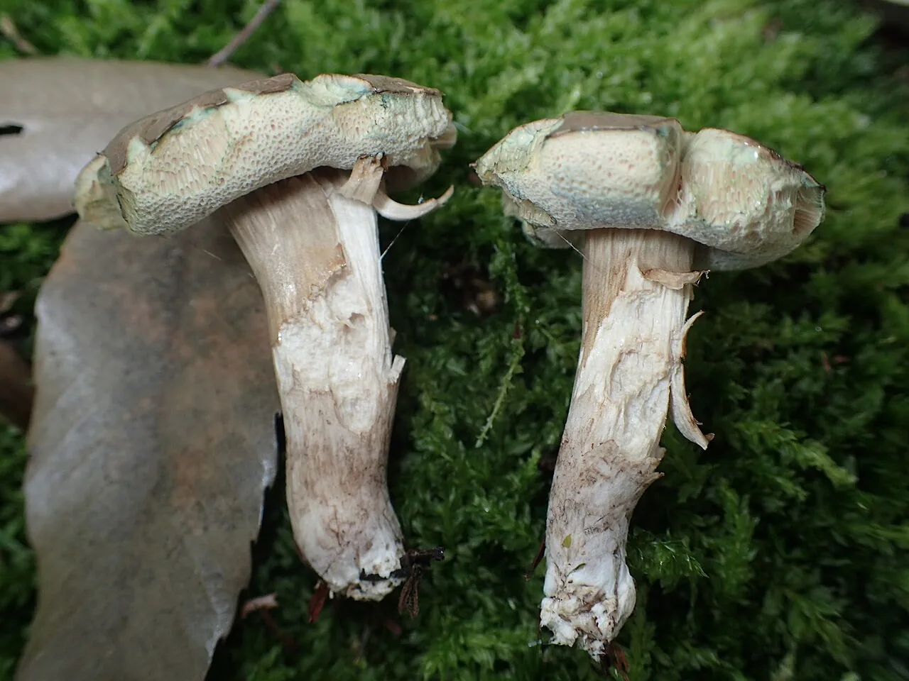 Porphyrellus fumosipes (Porphyrellus fumosipes) — photo mycologique