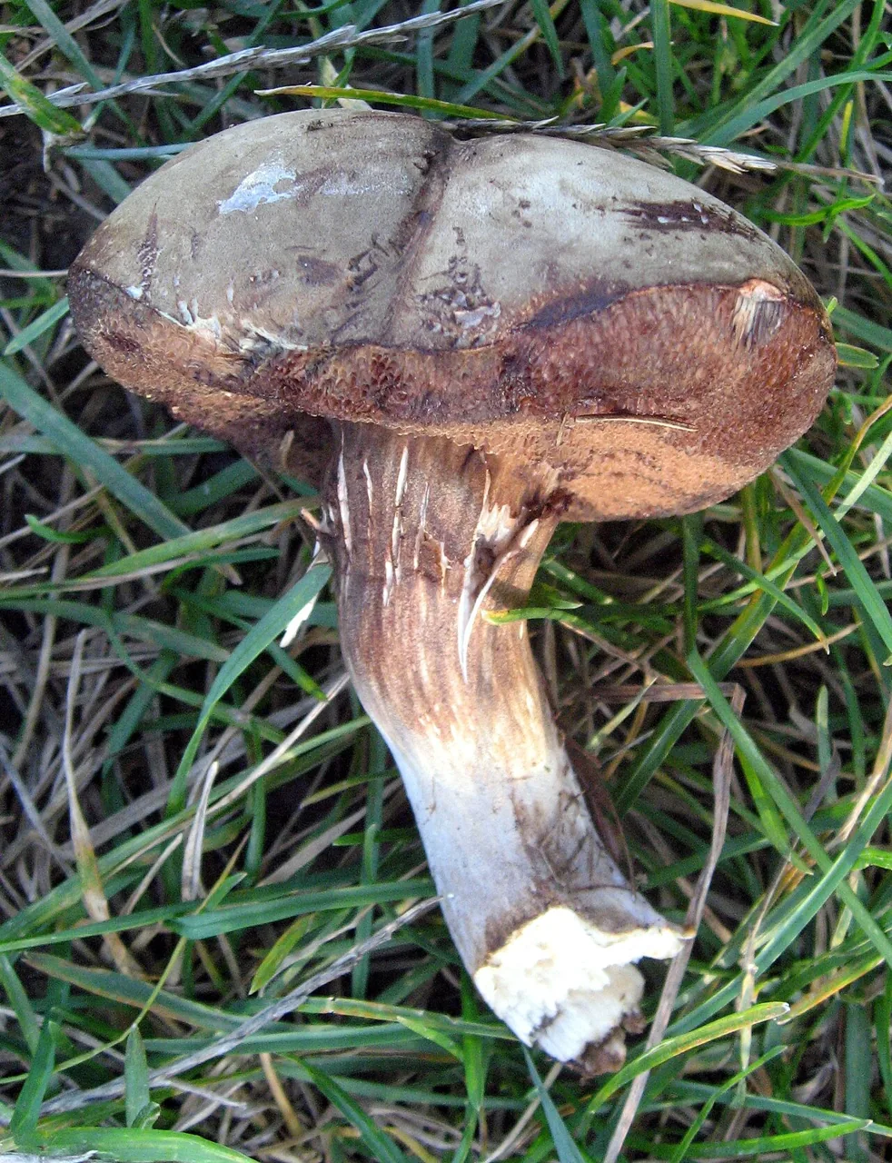 Porphyrellus orientifumosipes (Porphyrellus orientifumosipes) — photo mycologique