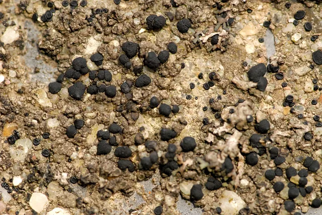 Porpidia macrocarpa (Porpidia macrocarpa) — photo mycologique