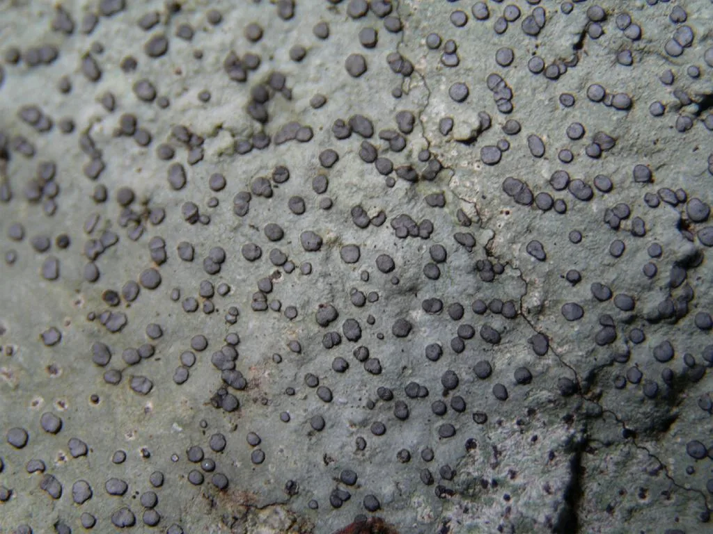 Porpidia striata (Porpidia striata) — photo mycologique