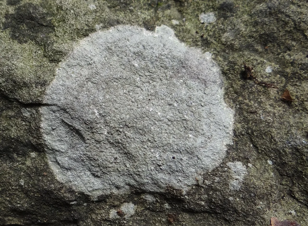 Porpidia tuberculosa (Porpidia tuberculosa) — photo mycologique