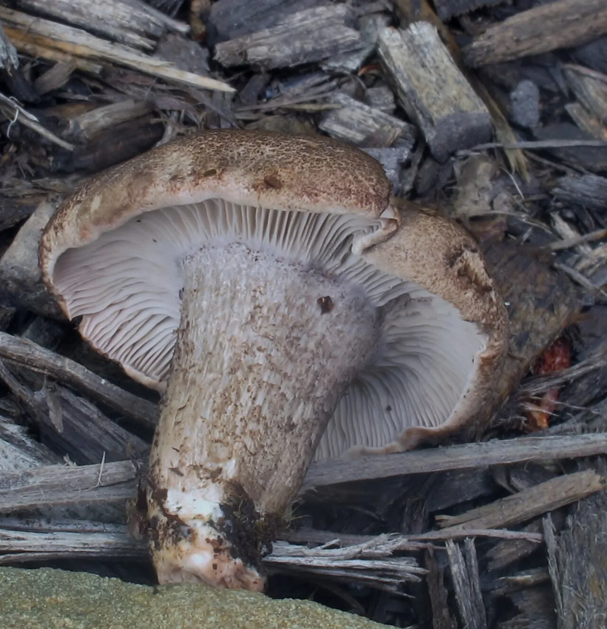 Porpoloma sejunctum (Porpoloma sejunctum) — photo mycologique