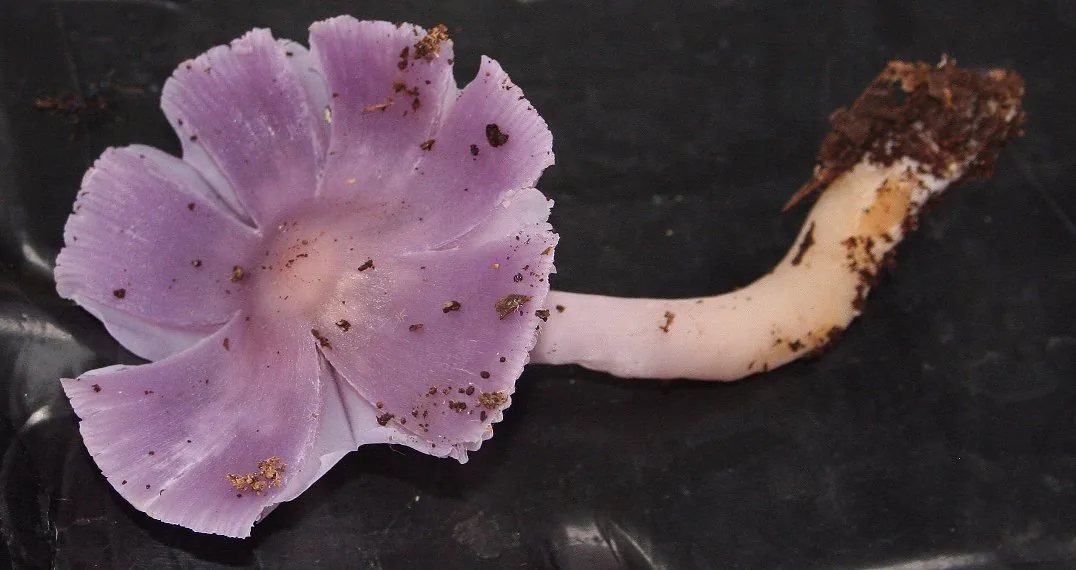 Porpolomopsis lewelliniae (Porpolomopsis lewelliniae) — photo mycologique