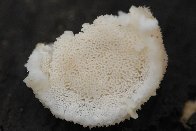 Postia simanii (Postia simanii) — photo mycologique