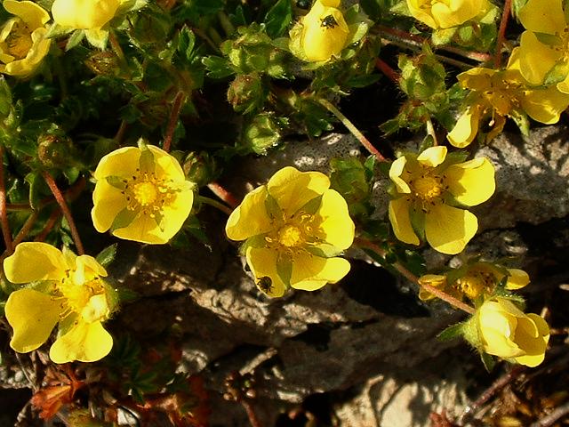 Potentille (Potentilla) — photo botanique