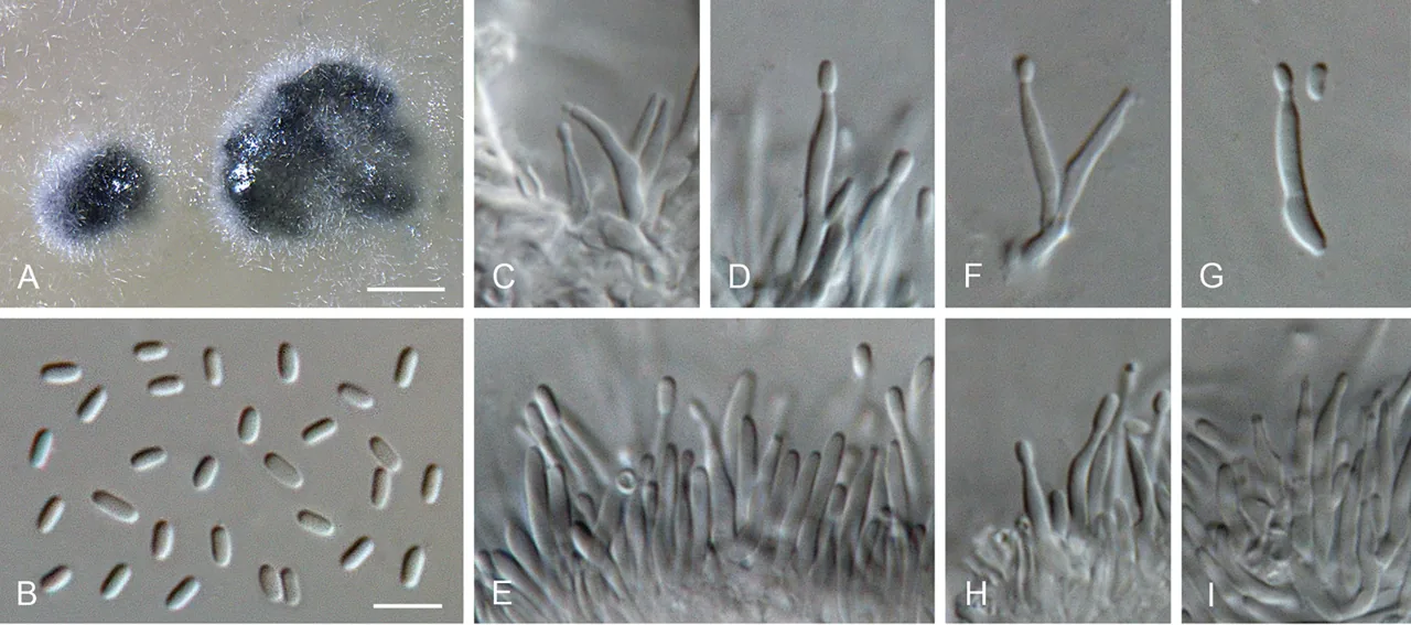 Proliferodiscus alboviridis (Proliferodiscus alboviridis) — photo mycologique