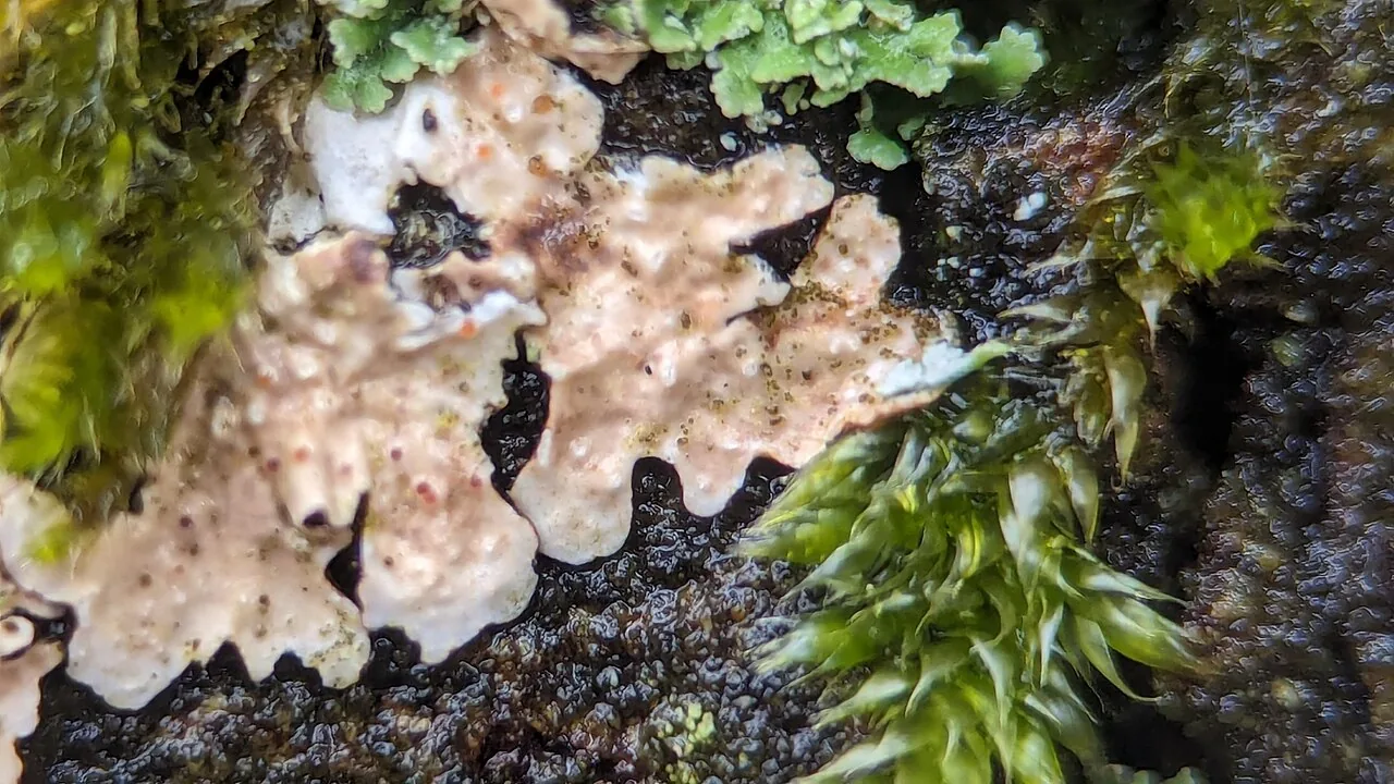 Pronectria walkerorum (Pronectria walkerorum) — photo mycologique