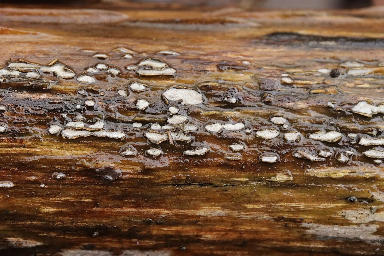 Propolis farinosa (Propolis farinosa) — photo mycologique