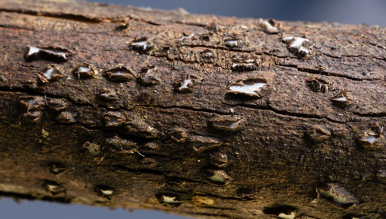 Propolis hillmanniana (Propolis hillmanniana) — photo mycologique