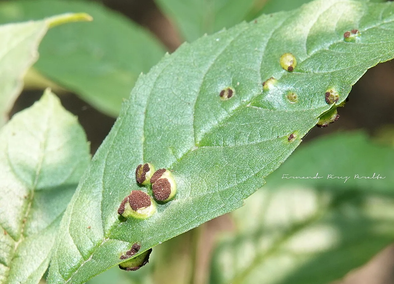 Prospodium medusae (Prospodium medusae) — photo mycologique