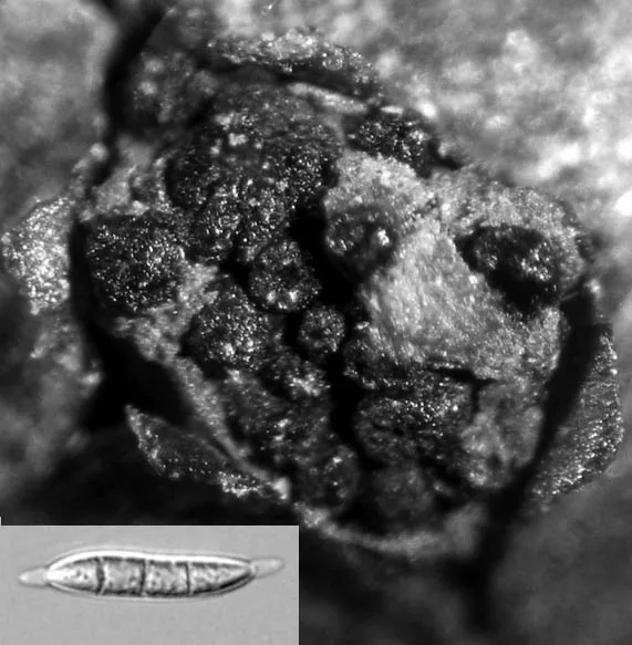 Prosthecium pyriforme (Prosthecium pyriforme) — photo mycologique