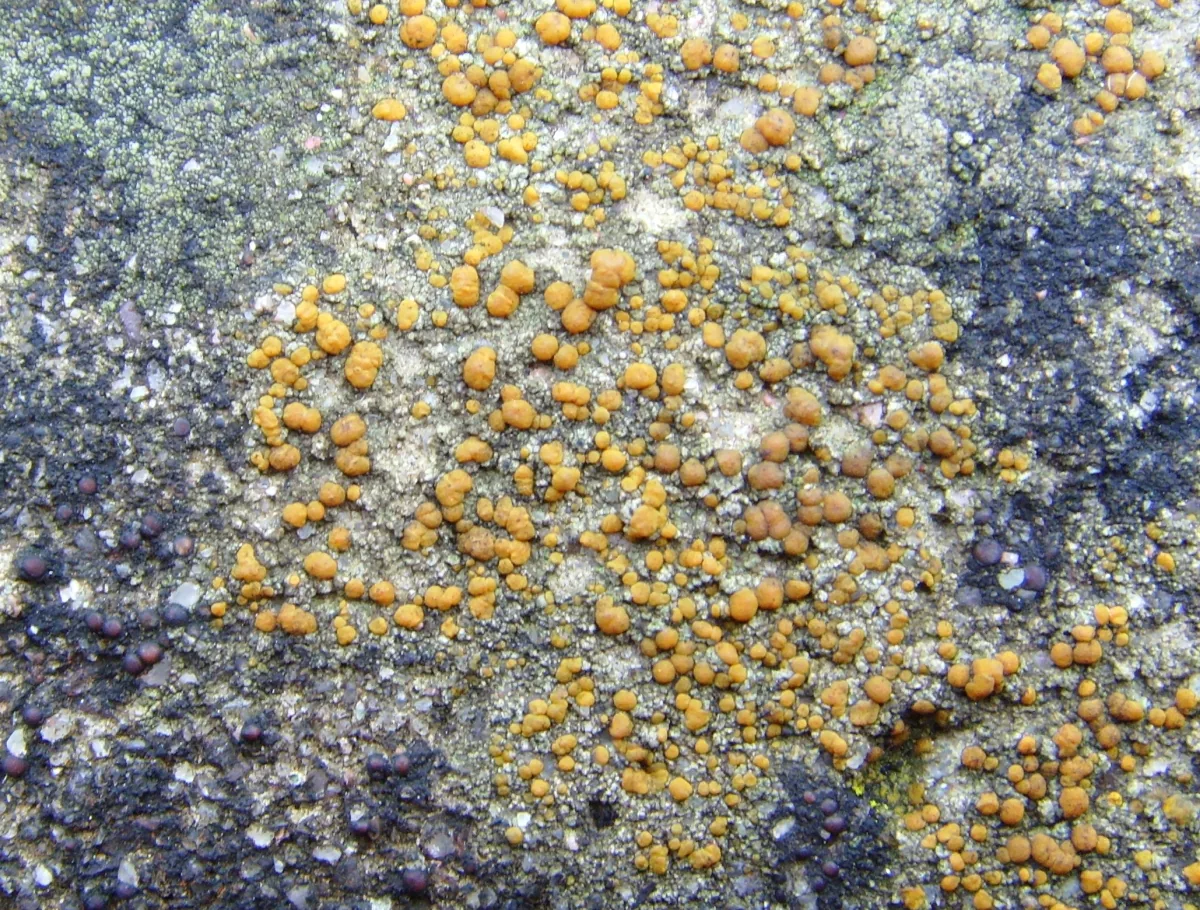 Protoblastenia laeta (Protoblastenia laeta) — photo mycologique