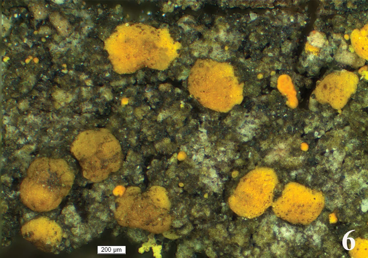 Protocandelariella blastidiata (Protocandelariella blastidiata) — photo mycologique