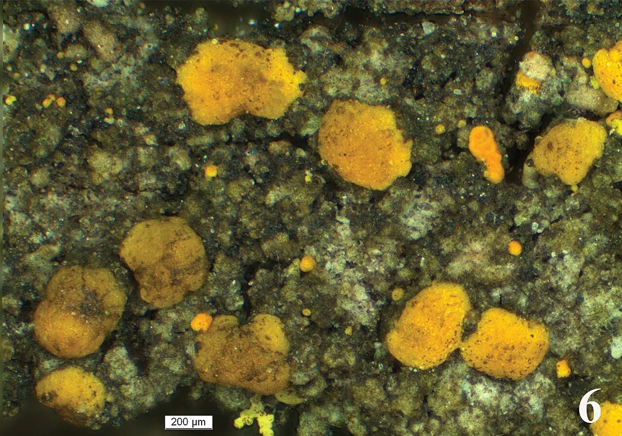 Protocandelariella subdeflexa (Protocandelariella subdeflexa) — photo mycologique