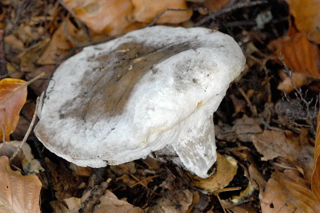 Protocrea fungicola (Protocrea fungicola) — photo mycologique
