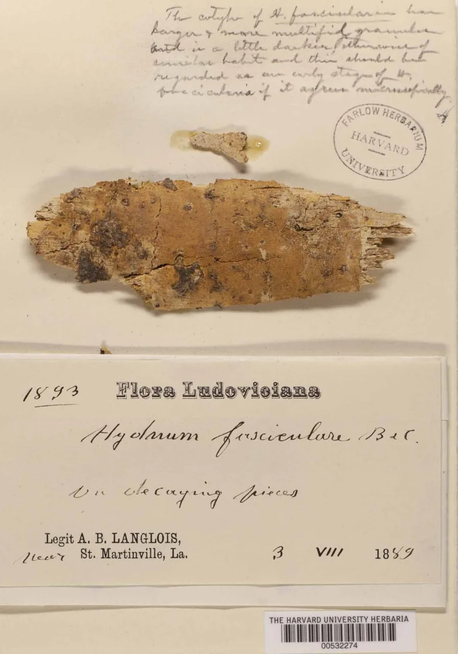 Protodontia fascicularis (Protodontia fascicularis) — photo mycologique