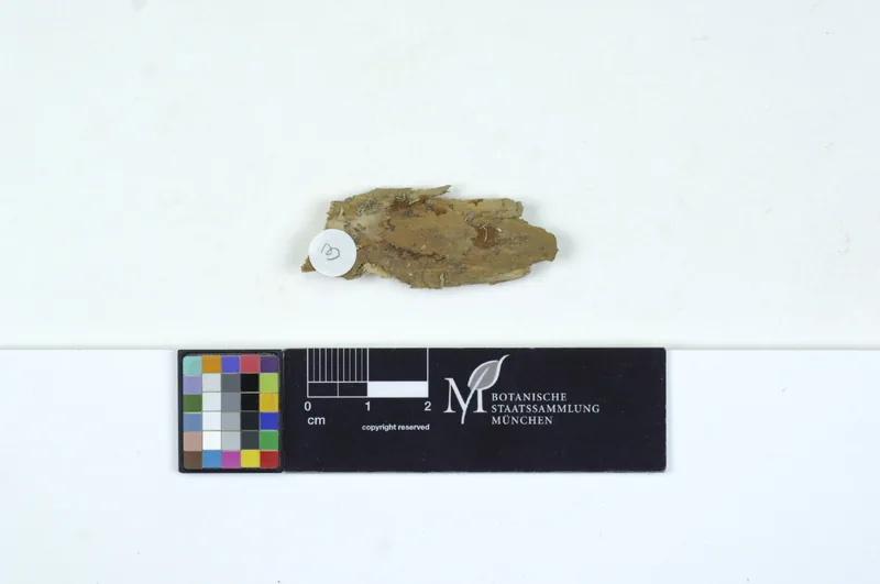 Protodontia piceicola (Protodontia piceicola) — photo mycologique