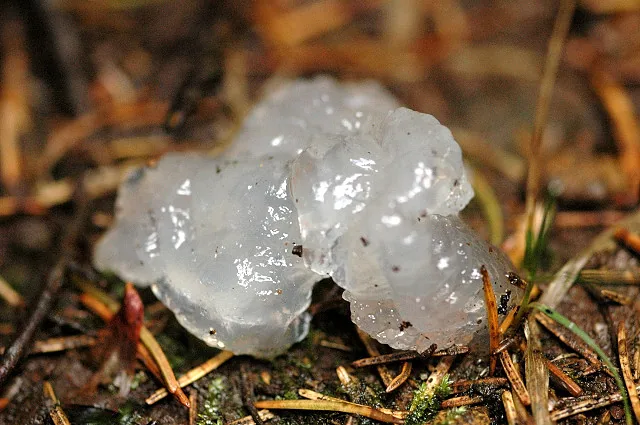 Protomerulius dimidiatum (Protomerulius dimidiatum) — photo mycologique
