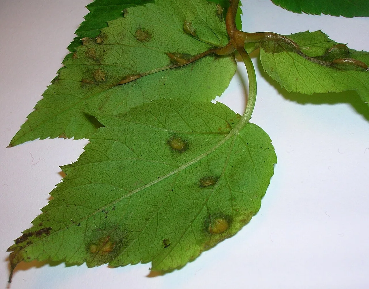 Protomyces buerenianus (Protomyces buerenianus) — photo mycologique