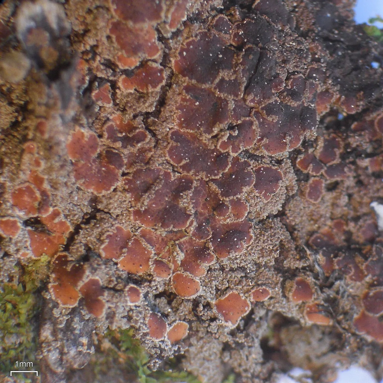 Protopannaria austro-orcadensis (Protopannaria austro-orcadensis) — photo mycologique