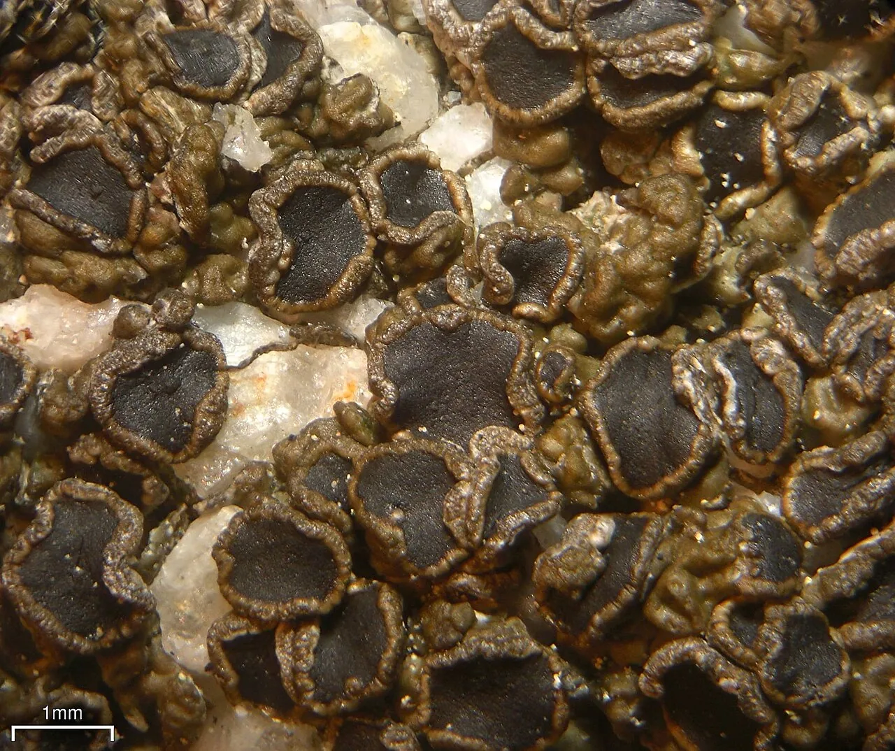 Protoparmelia loricata (Protoparmelia loricata) — photo mycologique