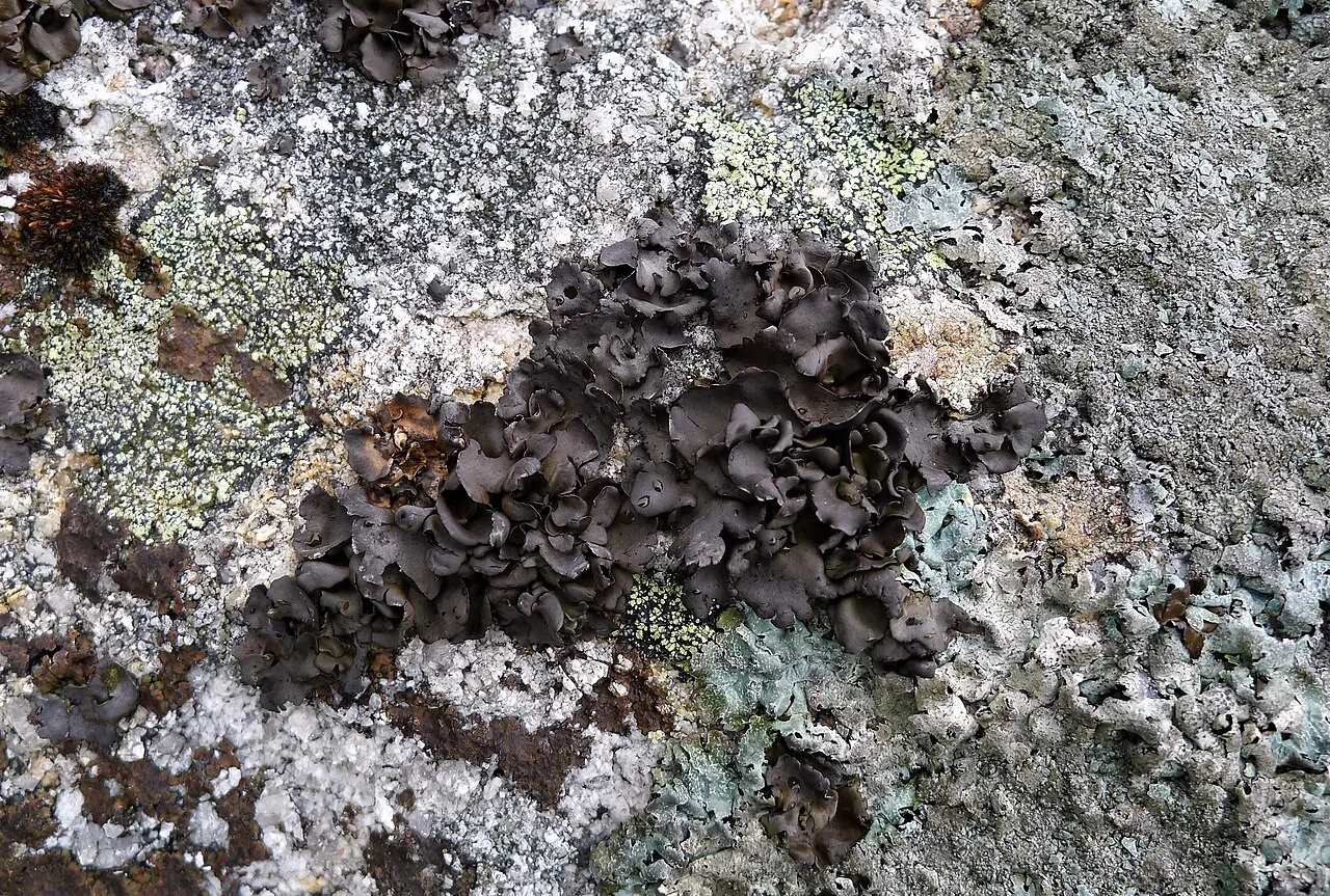 Protoparmelia oleagina (Protoparmelia oleagina) — photo mycologique
