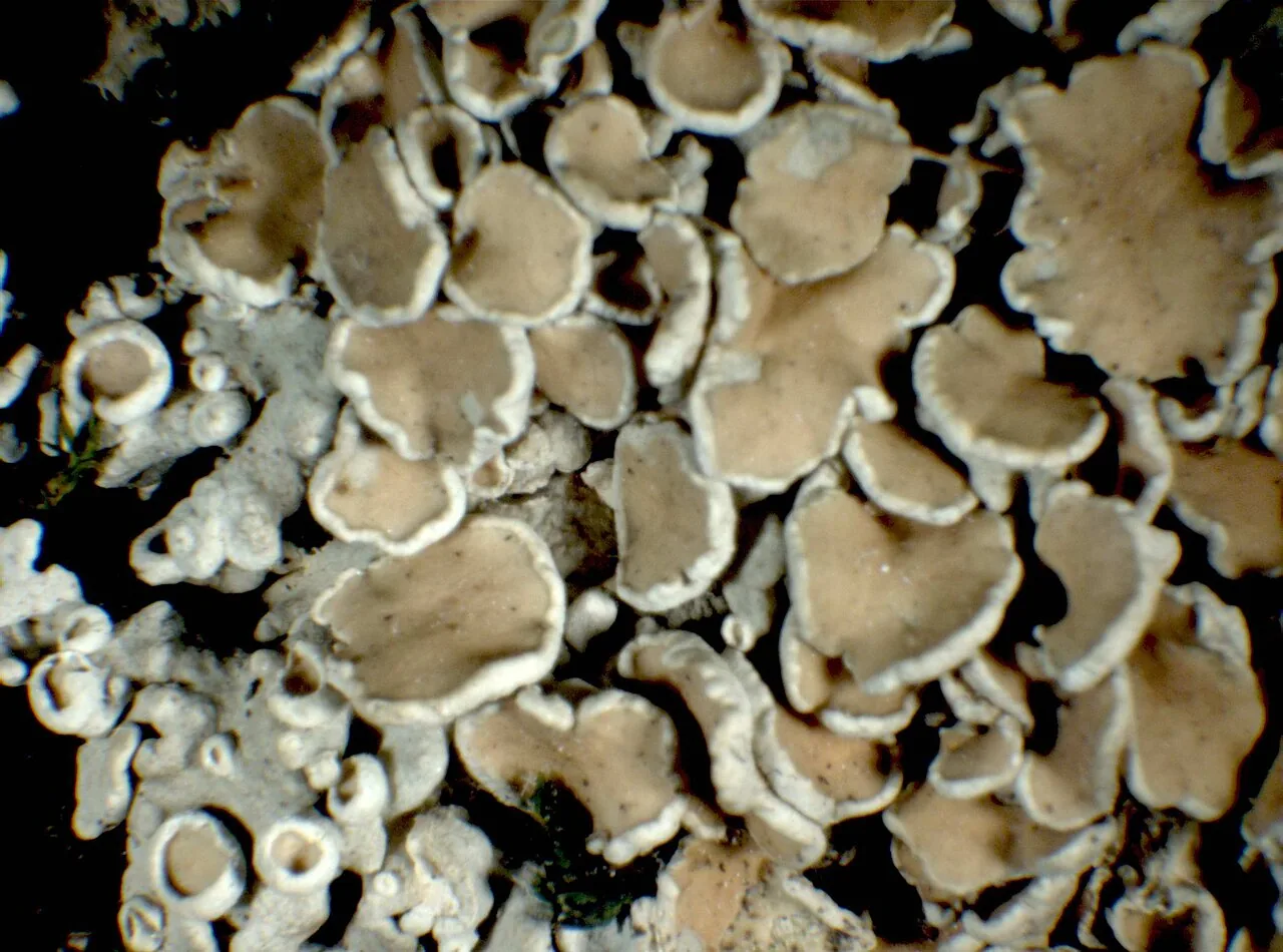 Protoparmeliopsis achariana (Protoparmeliopsis achariana) — photo mycologique