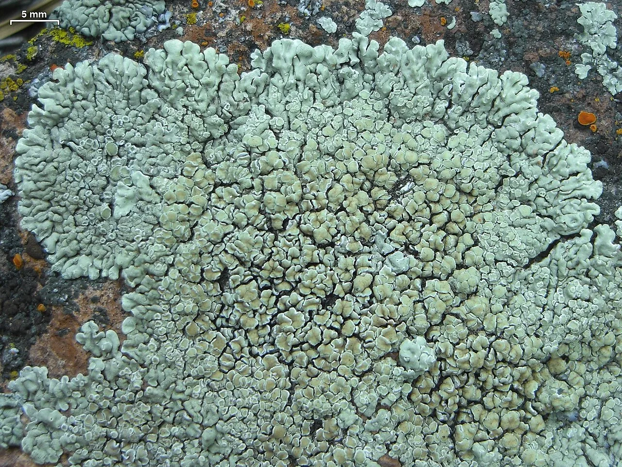 Protoparmeliopsis muralis (Protoparmeliopsis muralis) — photo mycologique