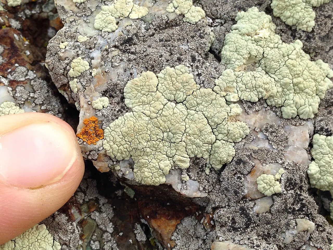 Protoparmeliopsis peltata (Protoparmeliopsis peltata) — photo mycologique