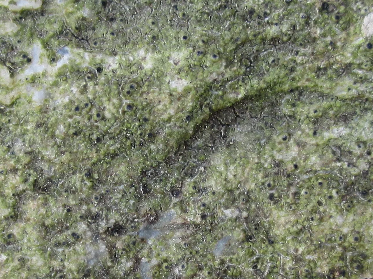 Protothelenella croceae (Protothelenella croceae) — photo mycologique